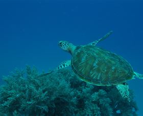 Three Sisters Dive Site - Accommodation Bookings 3