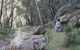 Pilliga Forest - thumb 3