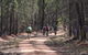 Pilliga Forest - thumb 7