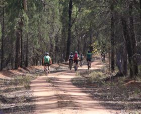 Pilliga Forest - Accommodation Bookings 7