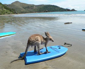Cape Hillsborough National Park - Accommodation Bookings 1