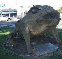 Big Cane Toad - Accommodation Bookings