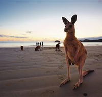 Wallabies on the Beach at Cape Hillsborough - Accommodation Bookings