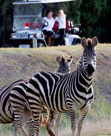 Taronga Western Plains Zoo, Dubbo - Accommodation Bookings 1