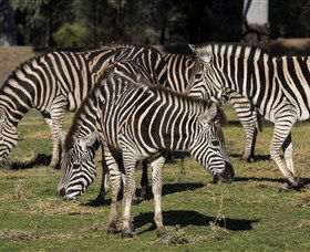 Taronga Western Plains Zoo, Dubbo - Accommodation Bookings 5