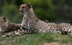 Taronga Western Plains Zoo, Dubbo - thumb 6
