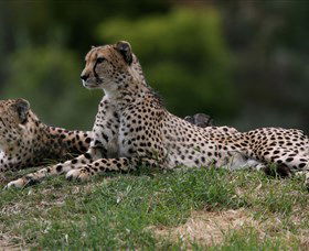 Taronga Western Plains Zoo, Dubbo - Accommodation Bookings 6