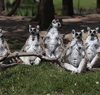 Savannah Visitor Plaza Taronga Western Plains Zoo Dubbo - Accommodation Bookings