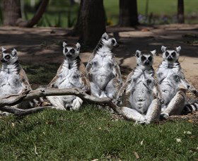 Savannah Visitor Plaza, Taronga Western Plains Zoo Dubbo - Accommodation Bookings 0
