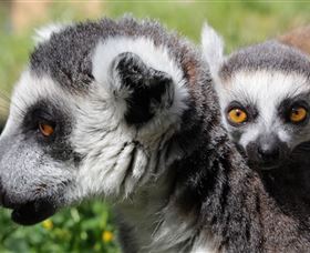 Savannah Visitor Plaza, Taronga Western Plains Zoo Dubbo - Accommodation Bookings 1