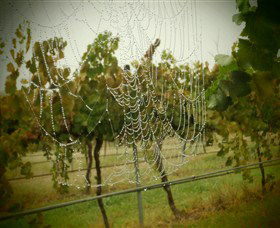 Red Earth Estate Vineyard - Accommodation Bookings 8
