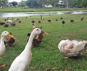 Gooseponds, North Mackay - Accommodation Bookings 2