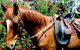 Western Plains Riding Centre - thumb 0