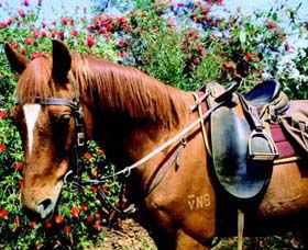 Western Plains Riding Centre - Accommodation Bookings 0