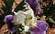 Sunshine Iris Nursery - thumb 0