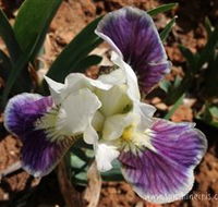 Sunshine Iris Nursery - Accommodation Bookings