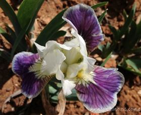 Sunshine Iris Nursery - Accommodation Bookings 0