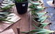 Sunshine Iris Nursery - thumb 2