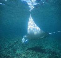 Manta Ray Bay Dive Site - Accommodation Bookings