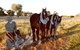 Pastoral Shadows Of Brookong - thumb 0