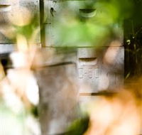 Bees on Keswick Island - Accommodation Bookings