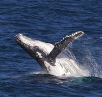 Whale Watching on Keswick Island - Accommodation Bookings
