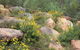 Ben Hall's Cave Walking Track - thumb 2