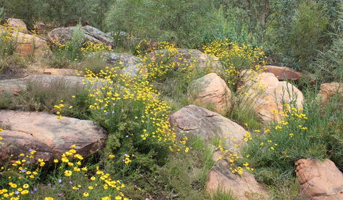 Ben Hall's Cave Walking Track - Accommodation Bookings 2