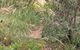 Ben Hall's Cave Walking Track - thumb 1