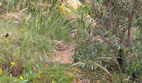 Ben Hall's Cave Walking Track - Accommodation Bookings 1