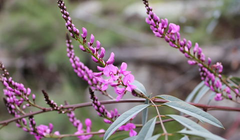 Basin Gully To Eualdrie Lookout Track - Accommodation Bookings 1