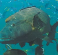 Fairey Reef - Accommodation Bookings