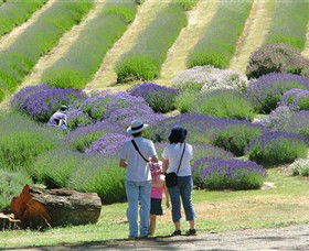Yuulong Lavender Estate - Accommodation Bookings 1
