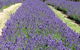 Yuulong Lavender Estate - thumb 0