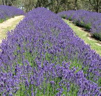 Yuulong Lavender Estate - Accommodation Bookings