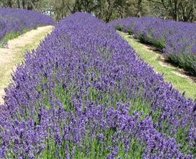 Yuulong Lavender Estate - Accommodation Bookings 0
