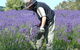 Yuulong Lavender Estate - thumb 2