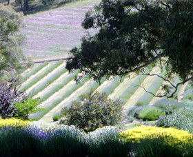 Yuulong Lavender Estate - Accommodation Bookings 7