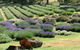 Yuulong Lavender Estate - thumb 8