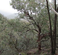 Mount Murga walking track - Accommodation Bookings