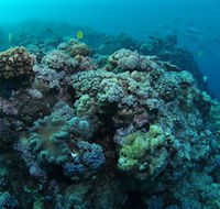Manta Ray Drop Off Dive Site - Accommodation Bookings