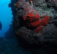 Stepping Stones Dive Site - Accommodation Bookings