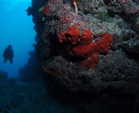 Stepping Stones Dive Site - Accommodation Bookings 0
