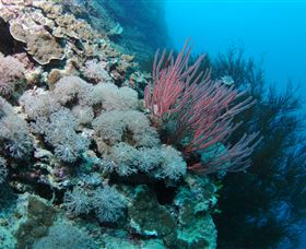Stepping Stones Dive Site - Accommodation Bookings 1