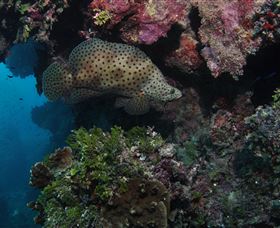 Stepping Stones Dive Site - Accommodation Bookings 2