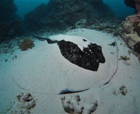 Stepping Stones Dive Site - Accommodation Bookings 3