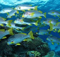 Challenger Bay Dive Site - Accommodation Bookings