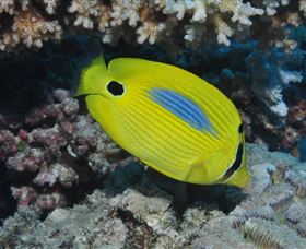 Clam Gardens Dive Site - Accommodation Bookings 1