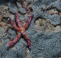 Clam Gardens Dive Site - Accommodation Bookings