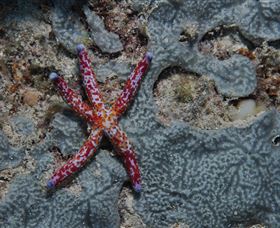 Clam Gardens Dive Site - Accommodation Bookings 0